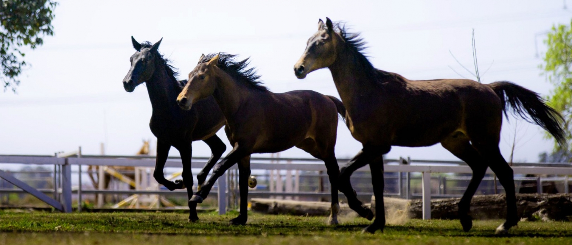 Cría de caballo de salto